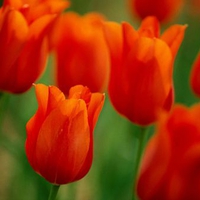 Orange Tulips