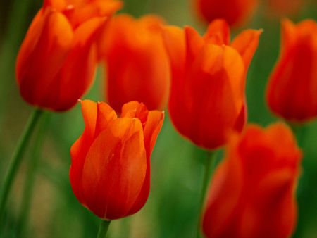 Orange Tulips - nature, red, photography, beautiful, tulips, orange, green, flowers