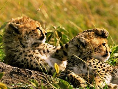 Cheetahs - nature, cheetahs, photography, beautiful, animals, green, lovely, grass