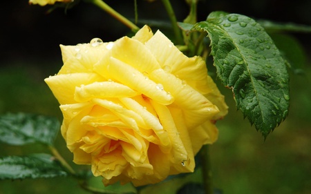 A Beautiful Yellow Flower - nature, yellow, photography, beautiful, green, lovely, flower