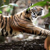 Tiger Stretching