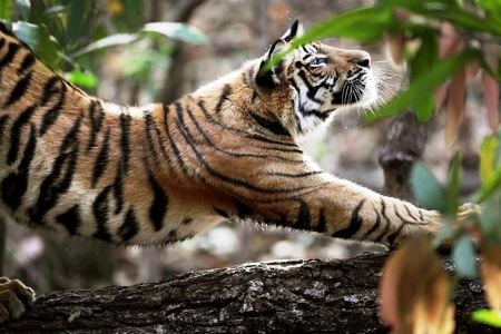 Tiger Stretching - nature, forest, photography, beautiful, animal, tree, lovely, tiger