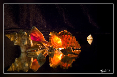 pretty shells - nature, art photo, light, shells, still life