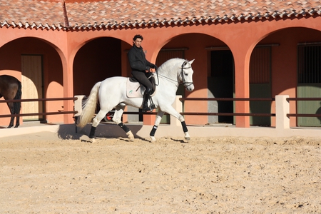 Beautiful Boys - white, spain, horses, spanish, boy, andalusian