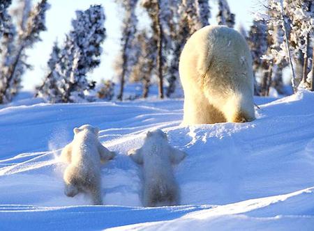 Behind - winter, cubs following, mother, trees, snow, polar bears