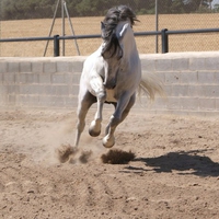 Grey In The Arena