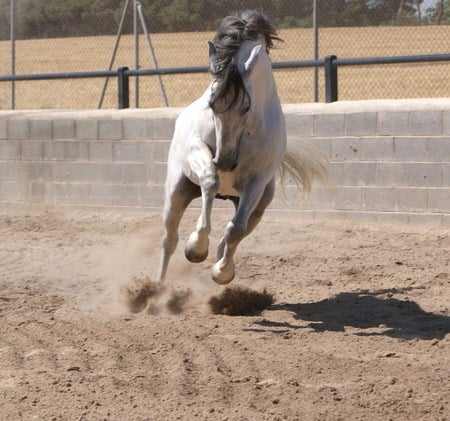 Grey In The Arena - horses, spanish, grey, arena, andalusian