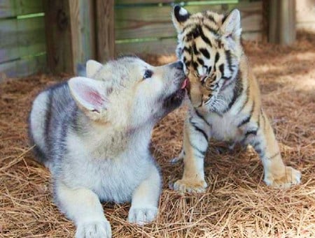 Cubs - cub, wolf, stripes in gold and black, brown grey and white, together, friends, tiger cub, affection