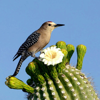 Bird on cactus