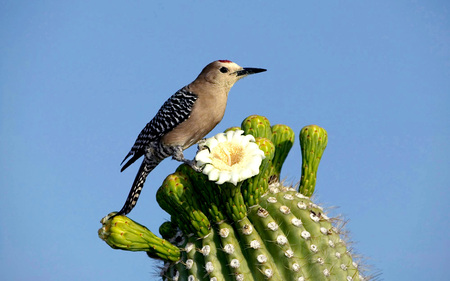 Bird on cactus - cactus, cactus flowers, wallpaper, bird, nature, blue, animal, flowers, new, birds, flower