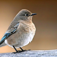 Female bluebird