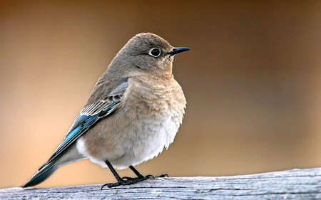 Female bluebird - life, brown, animal, bird