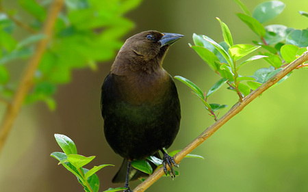 Cowbird - forest, animal, bird, leaf, nature