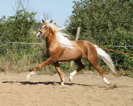 Golden Lady - spanish, horses, palomino, andalusian