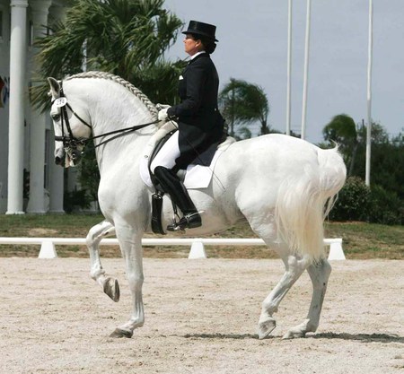 White Lady - spanish, white, horses, andalusian