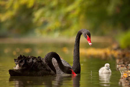 family - nice, swan, swans, photography, water, elegant, cool, graceful, beautiful, family, sweet, small, birds, harmony