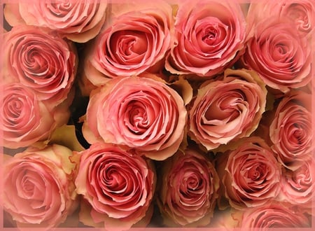 roses - roses, beautiful, photography, photo, cool, bouquet, harmony, gracefully, rose, nice, gently