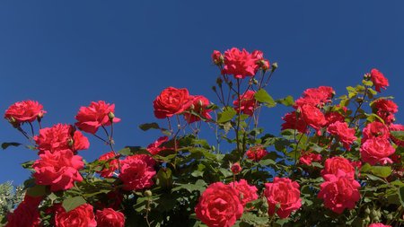 Roseira - beauty, roses, red, blue sky, flowers