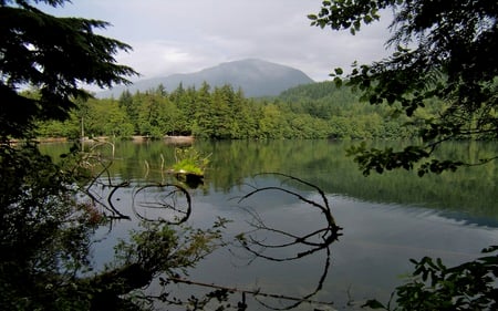 Alice Lake - water, beautiful, fallen, logs, forests, nature, clear, mountains, lakes