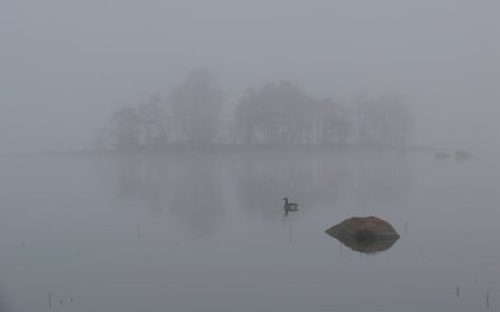 Foggy Morning - heavy, serene, rocks, nature, lakes, bank, lined, fog, goose, tree, surreal