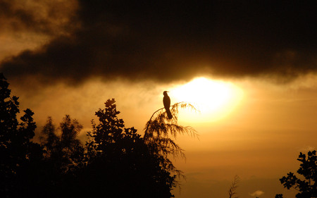 Golden Sky - fields, fishing, trees, serene, sun, foggy, bird, nature, dark, beautiful, clouds, surreal