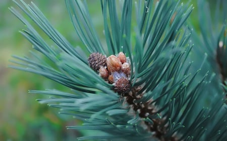 Growing Cone - nature, cone, forests, growing, branch, pine, beautiful