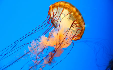 Jellyfish - ocean, life, animals, medusozoa, jellyfish