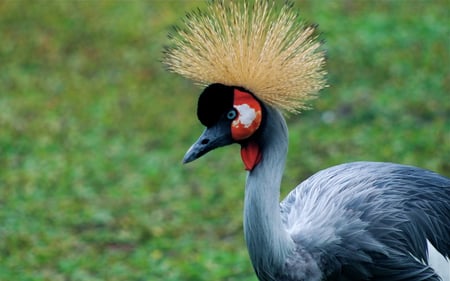 King's Crown - peacock, beautiful, animals, crown, garden, birds