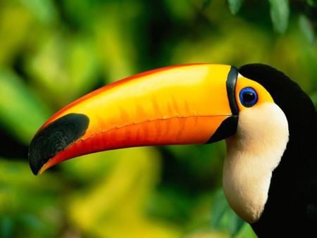 Beautiful Toucan - nature, animals, photography, beautiful, orange, green, lovely, birds