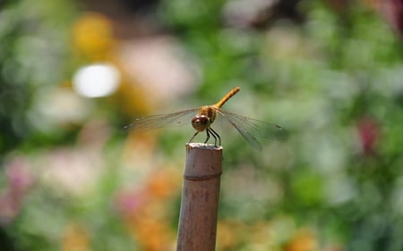 Libellulidae (dragonfly) - macro, dragonfly, insects, photography, animals, garden, perched