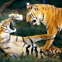 Tigers Playing