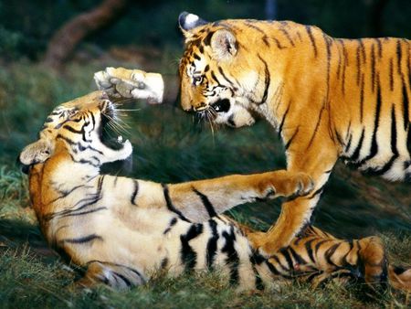 Tigers Playing - nature, beautiful, photography, lovely, tigers, tiger, animals