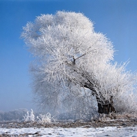 beautiful white tree