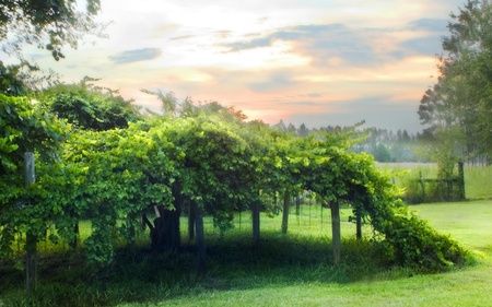 milkes vineyard wallpapers - green