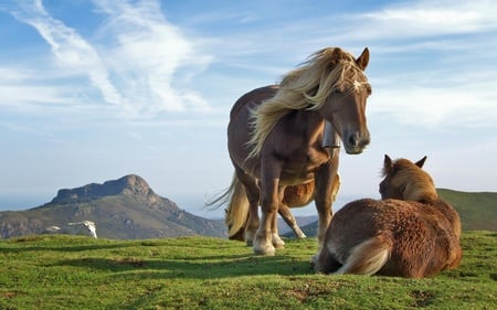 hill horses - hills, blue, grass, fat, horses, green, short, cloud, sky, animals