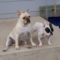 My mother's French Bulldogs