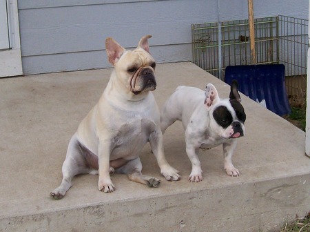 My mother's French Bulldogs