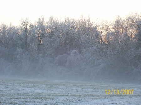 Frosty - winter, woods, snow