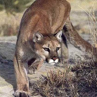 Mountain Lion