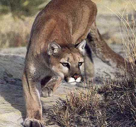 Mountain Lion - mountains, mountain lion, cougar