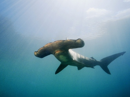 Hammerhead Shark - sharks, animals, hammerhead shark