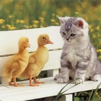 Ducks and a Cat