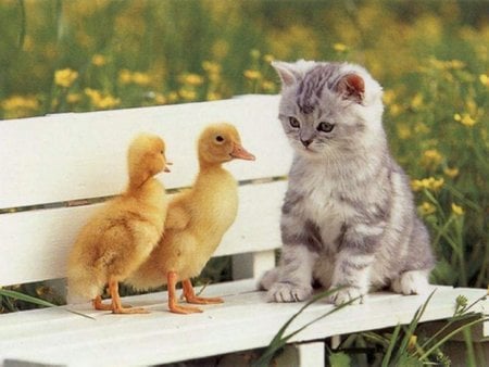 Ducks and a Cat - ducks, two ducks, duck, duckling, cat, ducklings