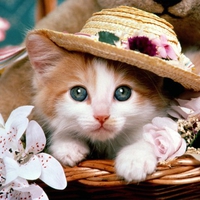 madam-kitty.jpg