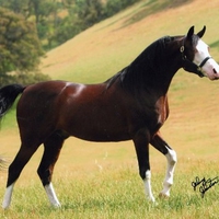 Beautiful Stallion