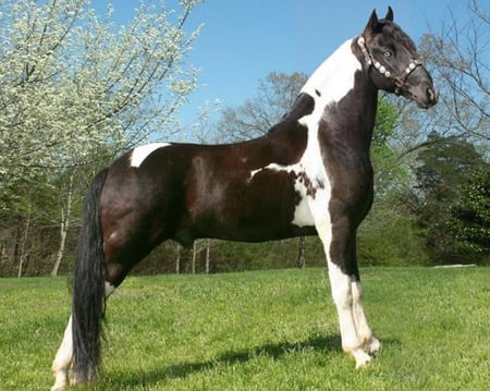 Horse - cavalo, animal, horse