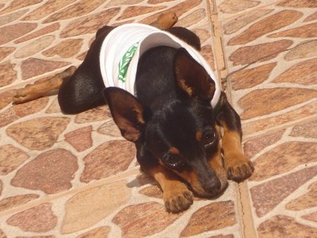 My Dog - animal, tsunamy, cachorro, dog