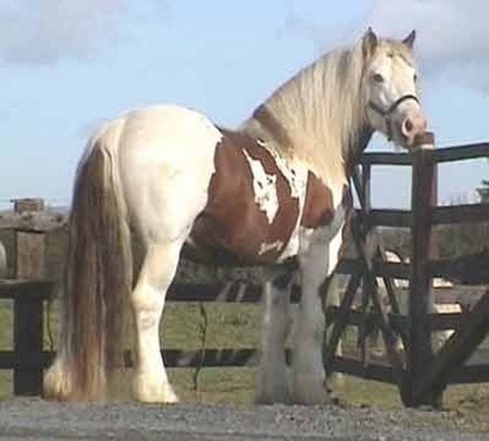 Horse - cavalo, animal, horse