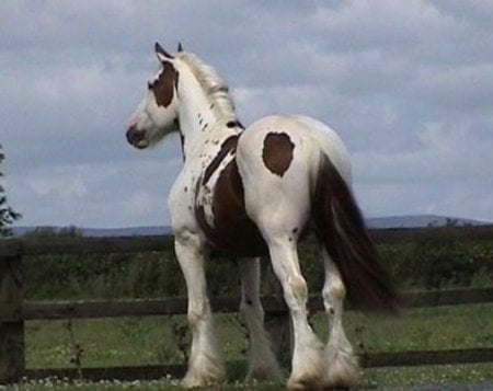 Cavalo - cavalo, animal, horse