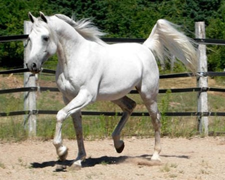 White stallion - cavalo, animal, horse